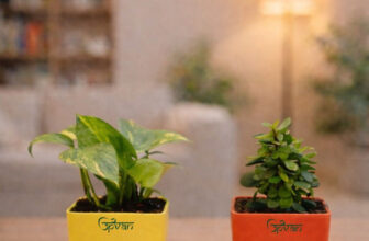 UPVAN Money Plant, Jade Plant(Hybrid, Pack of 2)