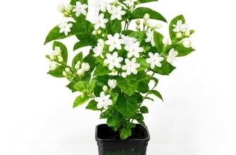 Mediflorius Jasmine Flower Plant Live White Mogra (Jasminum sambac) | Arabian Jasmine Aromatic Fragrant Flowering Plant with Pot | Live Outdoor & Indoor Plant for Home Garden Balcony | Pack of 1