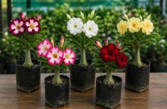 Adenium Plant live Combo Without Pot Bosnai Multi Petal Desert Rose (Set of 5 Plants) | (Combo) | BSWS_06