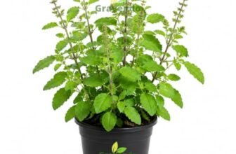 GravendoTulsi Live Plant with Pot | Green Krishna Rama Holy Basil Medicinal Ayurvedic Herb Plant | Sacred Pooja Indoor Outdoor Plant for Home Garden Balcony Terrace Decor | Pack of 1