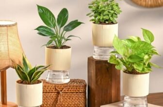 Ugaoo Air Purifier Indoor Plants Combo of 4 | Jade Mini, Peace Lily, Variegated Money & Snake Hahnii in Self Watering Kyoto Pots – Ivory