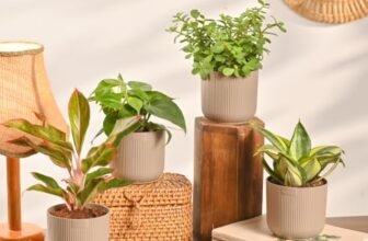 Ugaoo Ibiza Combo of 4 Live Indoor Plants with Pots (Mocca) – Jade Plant, Aglaonema Red, Golden Snake Plant, Oxycardium Green | Ideal for Home Decor & Office