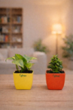 UPVAN Money Plant, Jade Plant(Hybrid, Pack of 2)