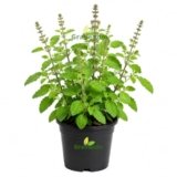 GravendoTulsi Live Plant with Pot | Green Krishna Rama Holy Basil Medicinal Ayurvedic Herb Plant | Sacred Pooja Indoor Outdoor Plant for Home Garden Balcony Terrace Decor | Pack of 1