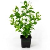 Mediflorius Jasmine Flower Plant Live White Mogra (Jasminum sambac) | Arabian Jasmine Aromatic Fragrant Flowering Plant with Pot | Live Outdoor & Indoor Plant for Home Garden Balcony | Pack of 1