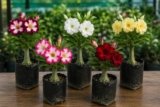Adenium Plant live Combo Without Pot Bosnai Multi Petal Desert Rose (Set of 5 Plants) | (Combo) | BSWS_06